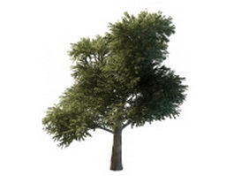 Big tree 3d model preview