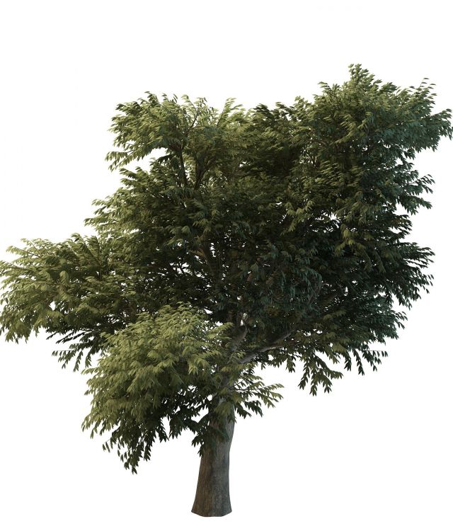 Big tree 3d rendering