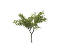 Young maple tree 3d model preview