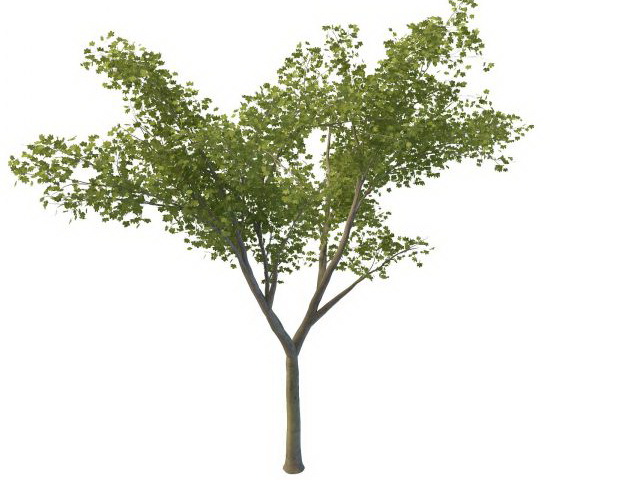 Young maple tree 3d rendering