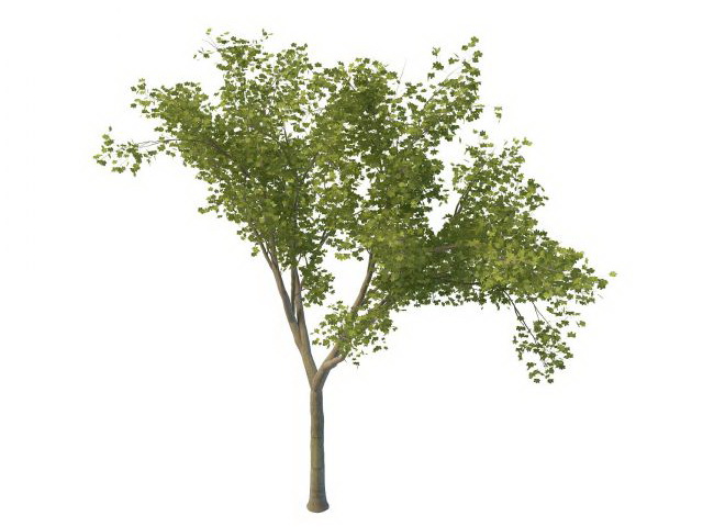 Young maple tree 3d rendering