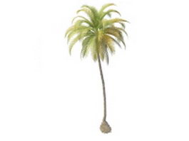Tall skinny palm tree 3d model preview