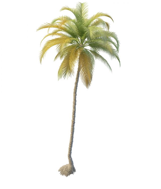 Tall skinny palm tree 3d rendering