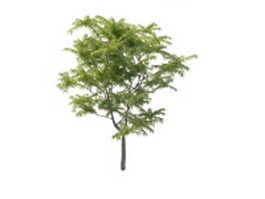 Toona tree 3d model preview