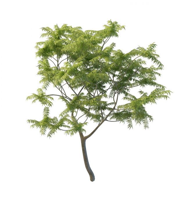 Toona tree 3d rendering