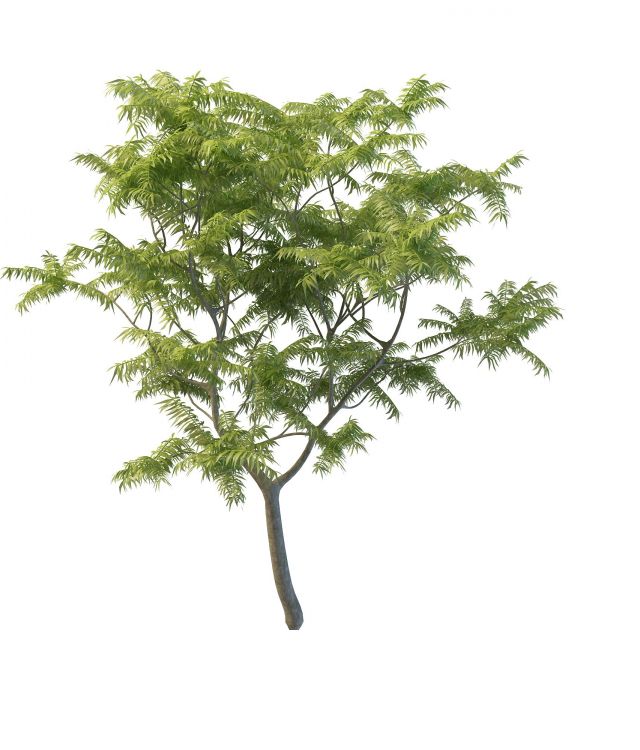Toona tree 3d rendering