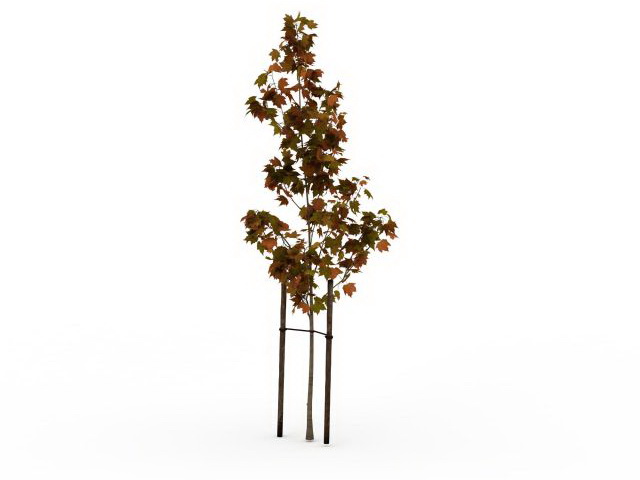 Replanting maple tree 3d rendering