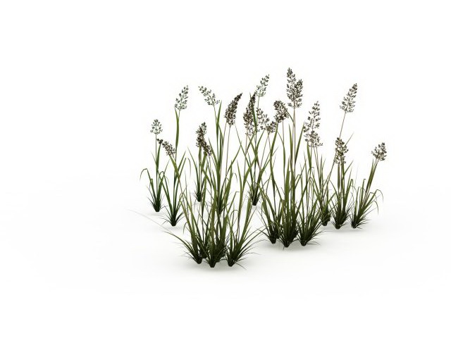 Reed grass 3d rendering