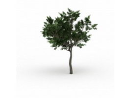 Quercus oak tree 3d model preview