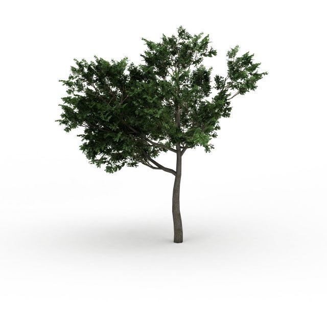 Quercus oak tree 3d rendering