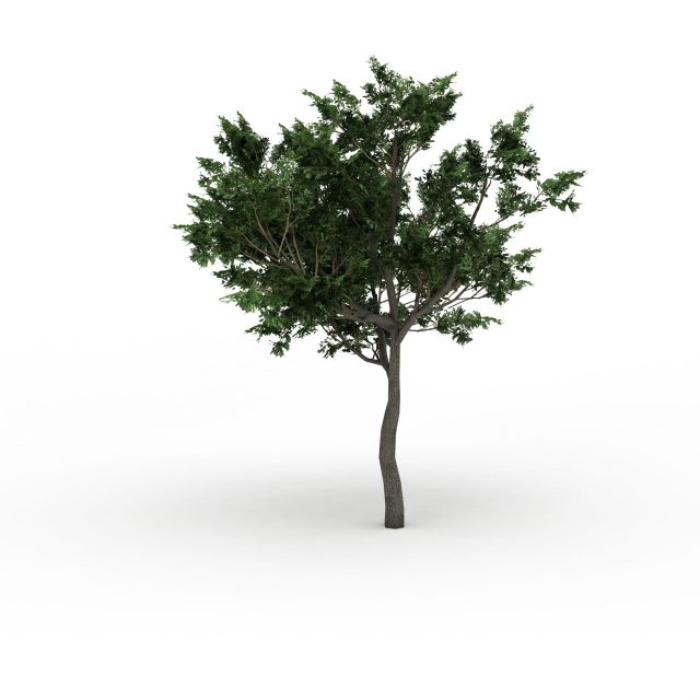 Quercus oak tree 3d rendering