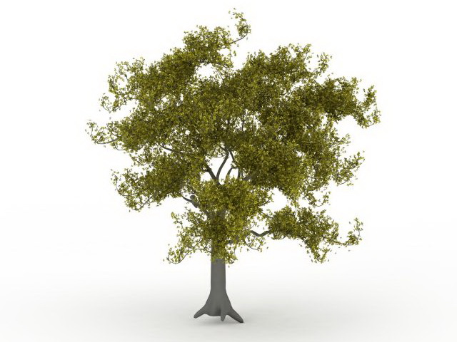 Maidenhair tree 3d rendering