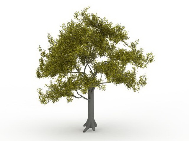 Maidenhair tree 3d rendering