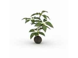 Broad leaf potted plants 3d model preview