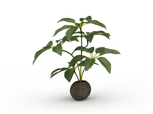 Broad leaf potted plants 3d rendering