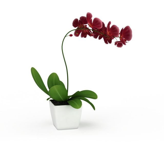Potted plant with red flowers 3d rendering