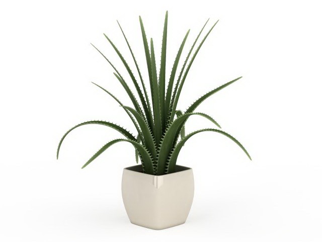Aloe vera in withe pot 3d rendering