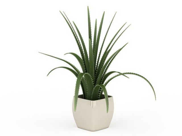 Aloe vera in withe pot 3d rendering