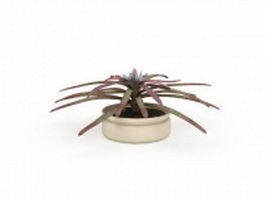 Bromeliad neoregelia plant 3d model preview