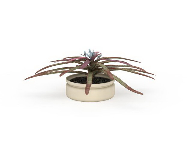 Bromeliad neoregelia plant 3d rendering