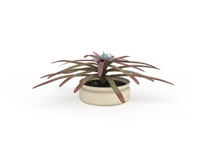 Bromeliad neoregelia plant 3d rendering