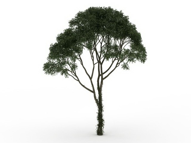 Mesquite tree 3d rendering