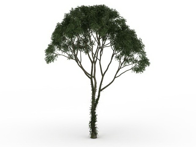 Mesquite tree 3d rendering