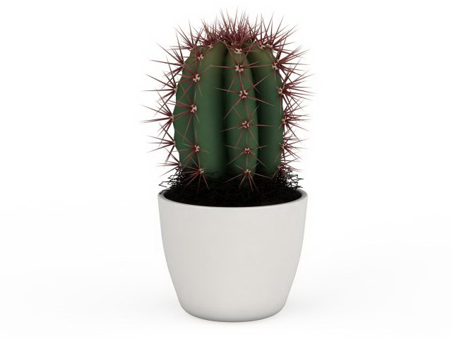 House plant potted cactus 3d rendering