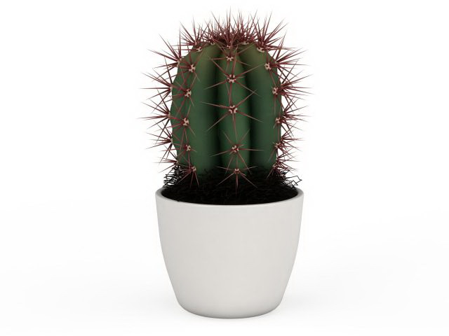 House plant potted cactus 3d rendering