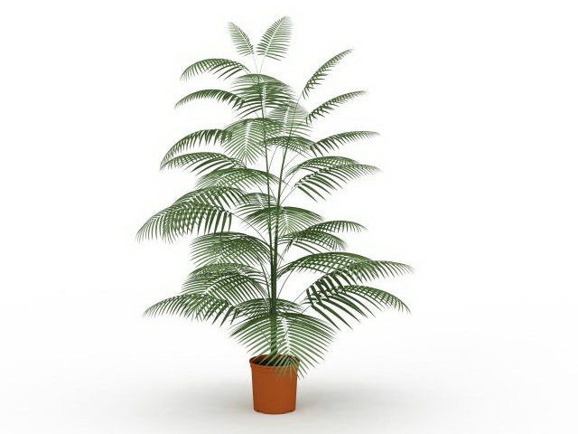 Palm fern house plant 3d rendering
