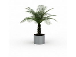 Palm bonsai tree 3d model preview