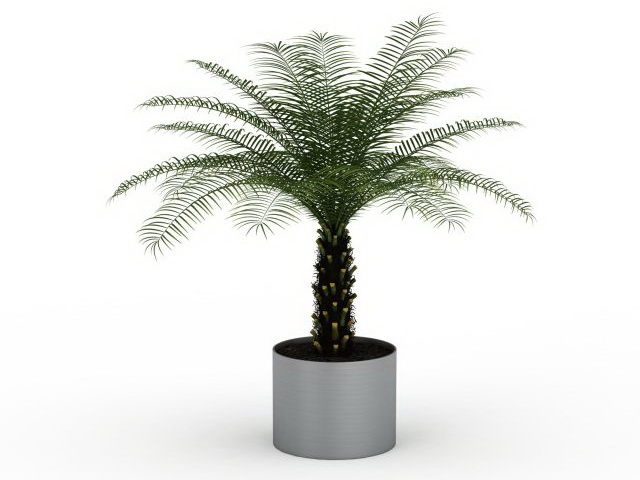 Palm bonsai tree 3d rendering