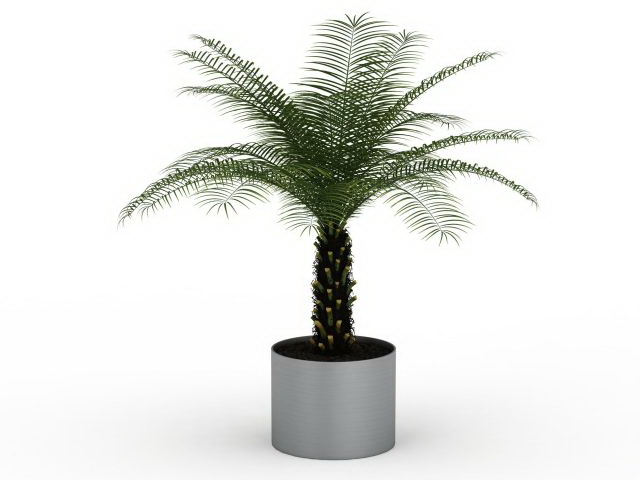 Palm bonsai tree 3d rendering