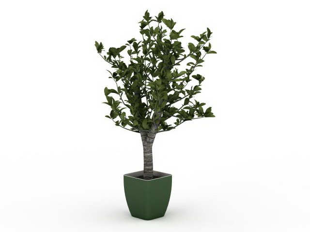 Dwarf jade bonsai tree 3d rendering