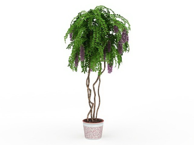 Chinese wisteria bonsai tree 3d rendering