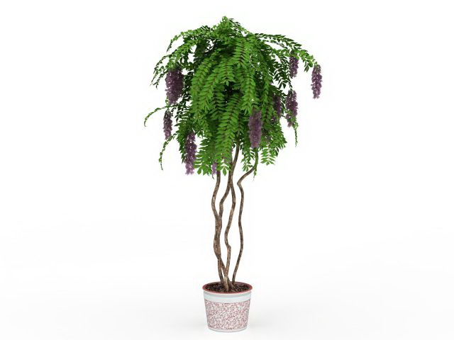 Chinese wisteria bonsai tree 3d rendering