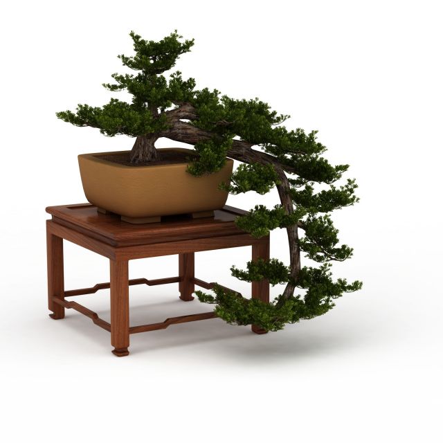 Indoor bonsai tree on table 3d rendering