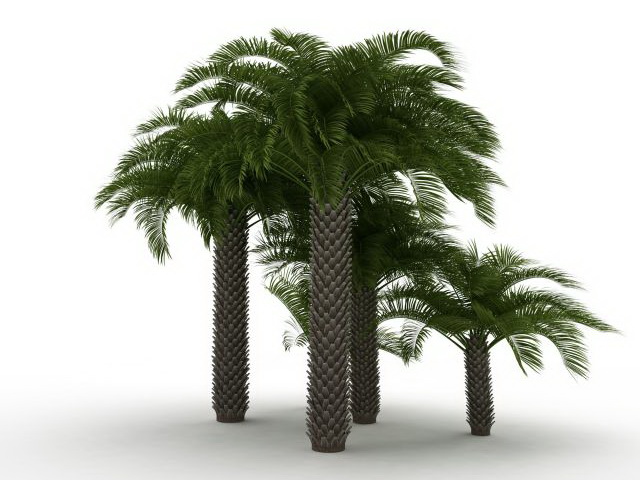 Mediterranean fan palm plants 3d rendering