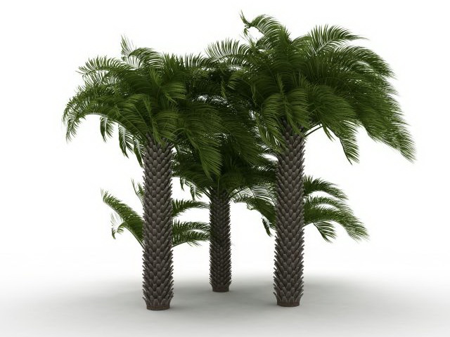 Mediterranean fan palm plants 3d rendering