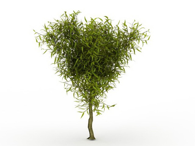 Small willow tree 3d rendering