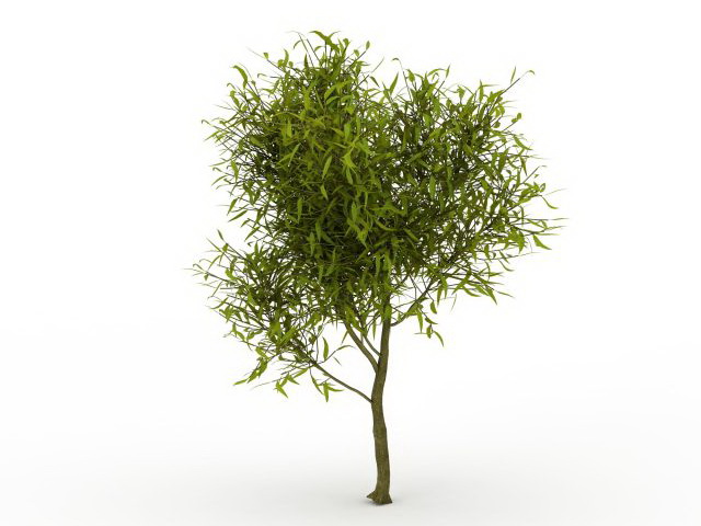 Small willow tree 3d rendering