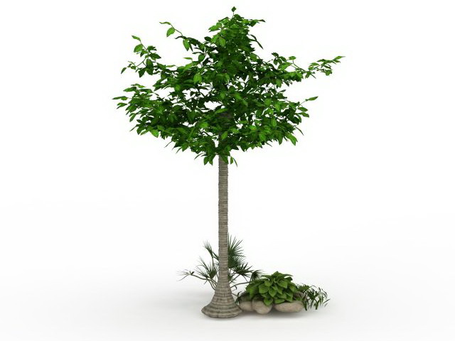 Ornamental tree for landscaping 3d rendering