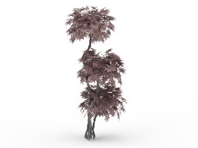 Japanese maple ornamental tree 3d rendering