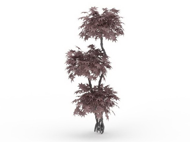 Japanese maple ornamental tree 3d rendering