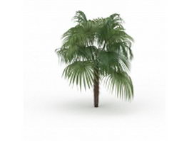 Chinese fan palm tree 3d model preview