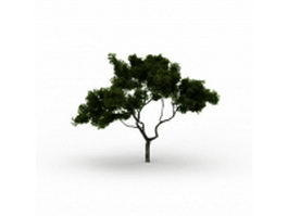 Monterey cypress tree 3d model preview