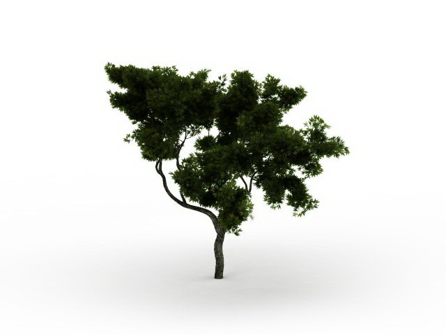 Monterey cypress tree 3d rendering