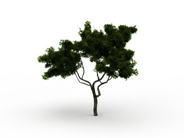 Monterey cypress tree 3d rendering