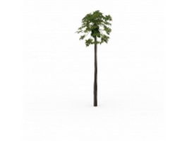 Tall maple tree 3d model preview
