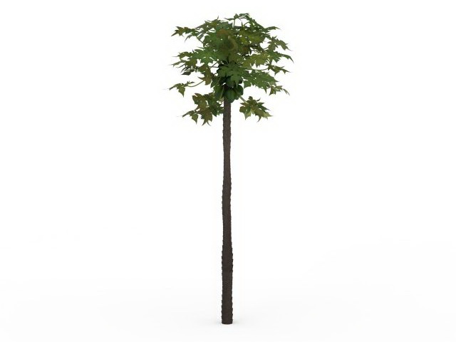 Tall maple tree 3d rendering